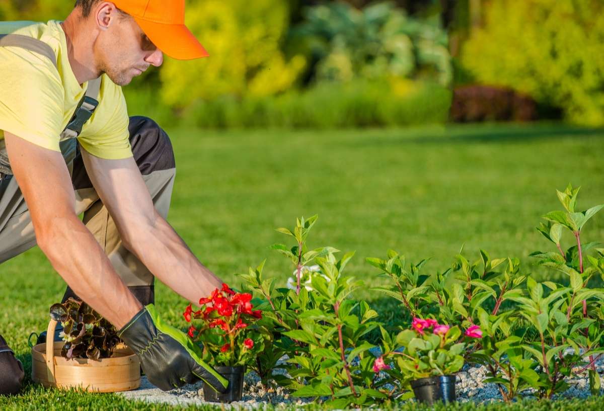 Caucasian Gardener Planting New Flowers in the Backyard Garden (R) (S)